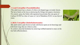 3. Lead Caterpillar (Noordablitealis):
•The adult insect lays a cluster of white oval-shaped eggs on tender shoots.
The larva feeds on the leaves destroying the foliage into papery structures.
•To control, spray the fields with registered insecticides like one-gram of
Carbaryl 50 WP in a liter of water or 2 ml of Malathion 50 EC in one-liter of
water.
4. Bark Caterpillar (Indarbelatetraonis):
The adult moth is pale brown to look with brown spots on its forewings and
with hind wings that are white in color.
To control, clean the boreholes by removing webbed material in mass on the
tree bark affected places.
 