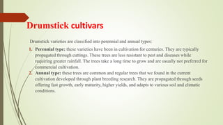 Drumstick cultivars
Drumstick varieties are classified into perennial and annual types:
1. Perennial type: these varieties have been in cultivation for centuries. They are typically
propagated through cuttings. These trees are less resistant to pest and diseases while
requiring greater rainfall. The trees take a long time to grow and are usually not preferred for
commercial cultivation.
2. Annual type: these trees are common and regular trees that we found in the current
cultivation developed through plant breeding research. They are propagated through seeds
offering fast growth, early maturity, higher yields, and adapts to various soil and climatic
conditions.
 