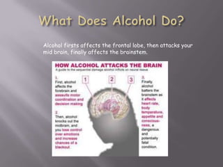Alcohol firsts affects the frontal lobe, then attacks your
mid brain, finally affects the brainstem.
 