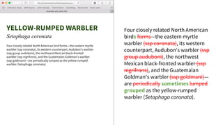 YELLOW-RUMPED WARBLER
Setophaga coronata
Four closely related North American bird forms—the eastern myrtle
warbler (ssp coronata), its western counterpart, Audubon's warbler
(ssp group auduboni), the northwest Mexican black-fronted
warbler (ssp nigrifrons), and the Guatemalan Goldman's warbler
(ssp goldmani)—are periodically lumped as the yellow-rumped
warbler (Setophaga coronata).
Four closely related North American
birds forms—the eastern myrtle
warbler (ssp coronata), its western
counterpart, Audubon's warbler (ssp
group auduboni), the northwest
Mexican black-fronted warbler (ssp
nigrifrons), and the Guatemalan
Goldman's warbler (ssp goldmani)—
are periodically sometimes lumped
grouped as the yellow-rumped
warbler (Setophaga coronata).
 