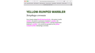 YELLOW-RUMPED WARBLER
Setophaga coronata
Four closely-related North American birds —the eastern myrtle
warbler, its western counterpart, Audubon's warbler, the
northwest Mexican black-fronted warbler, and the Guatemalan
Goldman's warbler—are sometimes grouped as the yellow-
rumped warbler (Setophaga coronata).
 