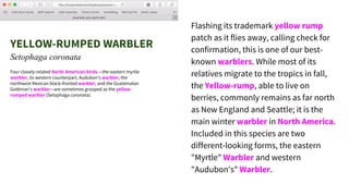 YELLOW-RUMPED WARBLER
Setophaga coronata
Flashing its trademark yellow rump
patch as it flies away, calling check for
confirmation, this is one of our best-
known warblers. While most of its
relatives migrate to the tropics in fall,
the Yellow-rump, able to live on
berries, commonly remains as far north
as New England and Seattle; it is the
main winter warbler in North America.
Included in this species are two
different-looking forms, the eastern
"Myrtle" Warbler and western
"Audubon's" Warbler.
Four closely-related North American birds —the eastern myrtle
warbler, its western counterpart, Audubon's warbler, the
northwest Mexican black-fronted warbler, and the Guatemalan
Goldman's warbler—are sometimes grouped as the yellow-
rumped warbler (Setophaga coronata).
 