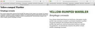 YELLOW-RUMPED WARBLER
Setophaga coronata
Four closely related North American bird forms—the eastern myrtle
warbler (ssp coronata), its western counterpart, Audubon's warbler
(ssp group auduboni), the northwest Mexican black-fronted
warbler (ssp nigrifrons), and the Guatemalan Goldman's warbler
(ssp goldmani)—are periodically lumped as the yellow-rumped
warbler (Setophaga coronata).
 