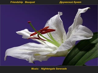 Music: Nightengale Serenade
Friendship Bouquet Дружеский букет
 