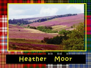 Heather   Moor
 