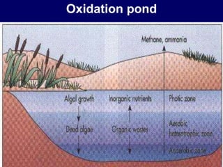 Oxidation pond
 