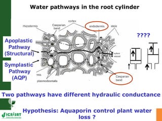 Developing crops with high productivity at high temperature: A blue sky research initiative