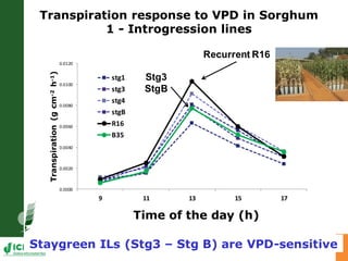 Developing crops with high productivity at high temperature: A blue sky research initiative