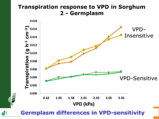 Developing crops with high productivity at high temperature: A blue sky research initiative