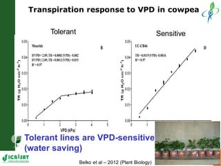 Developing crops with high productivity at high temperature: A blue sky research initiative