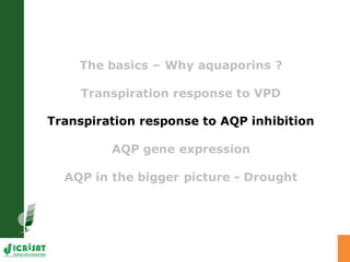 Developing crops with high productivity at high temperature: A blue sky research initiative