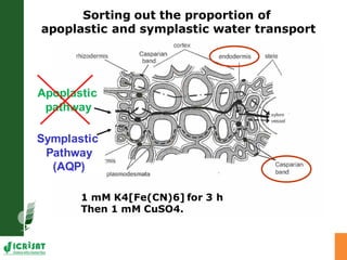 Developing crops with high productivity at high temperature: A blue sky research initiative