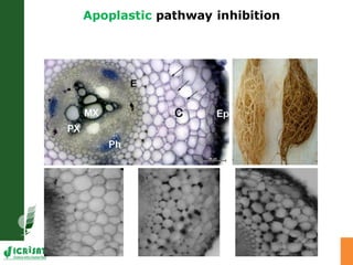 Developing crops with high productivity at high temperature: A blue sky research initiative