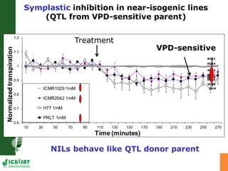 Developing crops with high productivity at high temperature: A blue sky research initiative