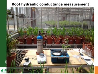 Developing crops with high productivity at high temperature: A blue sky research initiative