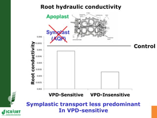 Developing crops with high productivity at high temperature: A blue sky research initiative