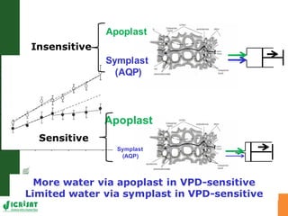 Developing crops with high productivity at high temperature: A blue sky research initiative