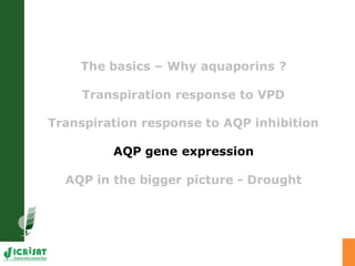 Developing crops with high productivity at high temperature: A blue sky research initiative