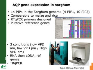 Developing crops with high productivity at high temperature: A blue sky research initiative