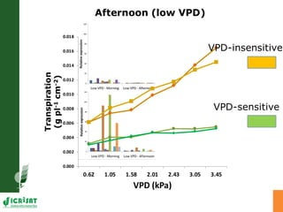 Developing crops with high productivity at high temperature: A blue sky research initiative