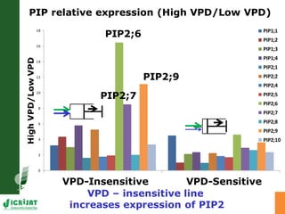 Developing crops with high productivity at high temperature: A blue sky research initiative