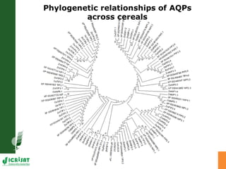 Developing crops with high productivity at high temperature: A blue sky research initiative