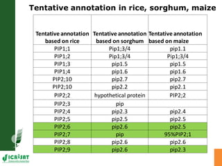 Developing crops with high productivity at high temperature: A blue sky research initiative