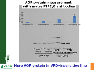 Developing crops with high productivity at high temperature: A blue sky research initiative