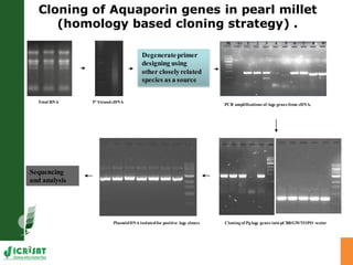 Developing crops with high productivity at high temperature: A blue sky research initiative