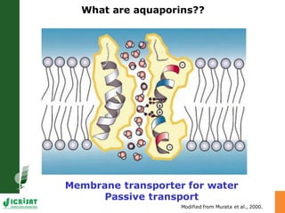 Developing crops with high productivity at high temperature: A blue sky research initiative