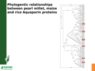 Developing crops with high productivity at high temperature: A blue sky research initiative