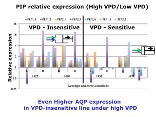 Developing crops with high productivity at high temperature: A blue sky research initiative