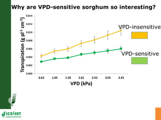Developing crops with high productivity at high temperature: A blue sky research initiative