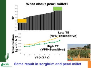 Developing crops with high productivity at high temperature: A blue sky research initiative