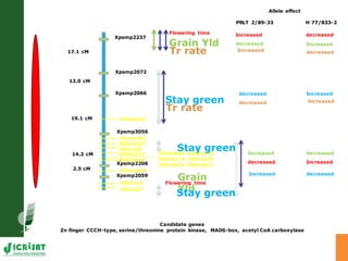 Developing crops with high productivity at high temperature: A blue sky research initiative