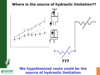 Developing crops with high productivity at high temperature: A blue sky research initiative