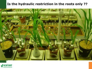 Developing crops with high productivity at high temperature: A blue sky research initiative