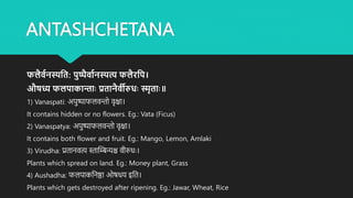 ANTASHCHETANA
फलैवमिस्पश्रत: पुष्पैवामिस्पत्य फलैरश्रप।
औषध्य फलपाकान्ााः प्रतािैवीरुधाः स्मृतााः॥
1) Vanaspati: अपुष्पाफलवन्तो वृक्षा।
It contains hidden or no flowers. Eg.: Vata (Ficus)
2) Vanaspatya: अपुष्पाफलवन्तो वृक्षा।
It contains both flower and fruit. Eg.: Mango, Lemon, Amlaki
3) Virudha: प्रतानवत्य स्ताम्बिन्यश्च वीरुधः।
Plants which spread on land. Eg.: Money plant, Grass
4) Aushadha: फलपाकननष्ठा ओषधय इनत।
Plants which gets destroyed after ripening. Eg.: Jawar, Wheat, Rice
 