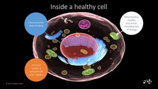 © 2016 Intelligent Health
Chromosomes
keep dividing
Immune
system is
switched off
until needed
Mitochondria,
healthy
and a...