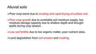 Alluvial soils
Poor crop stand due to crusting and rapid drying of surface soil.
Poor crop growth due to unreliable soil moisture supply, low
moisture storage capacity due to shallow depth and drought
spells during crop season.
Low soil fertility due to low organic matter, poor nutrient statu.
Land degradation from soil erosion and crusting.
 