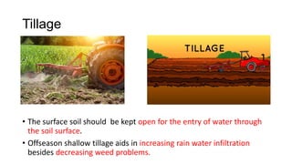 Tillage
• The surface soil should be kept open for the entry of water through
the soil surface.
• Offseason shallow tillage aids in increasing rain water infiltration
besides decreasing weed problems.
 