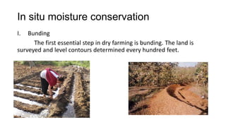 In situ moisture conservation
I. Bunding
The first essential step in dry farming is bunding. The land is
surveyed and level contours determined every hundred feet.
 