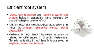 Efficient root system
• Deep, well branched and rapidly growing root
system helps in absorbing more moisture by
exploiting higher volume of soil.
• It is an important morphological adaptation that
helps in. drought resistance without losing
productivity
• Variation in root length between varieties is
related to differences in drought resistance.
Genetic variability in root length is observed in
soybean, wheat and tomato.
 