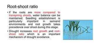 Root-shoot ratio
• If the roots are more compared to
transpiring shoots, water balance can be
maintained. Seedling establishment is
particularly important in semiarid
environments and root growth takes
precedence over shoot during this stage.
• Drought increases root growth and root-
shoot ratio which is an important
mechanism of drought avoidance.
 