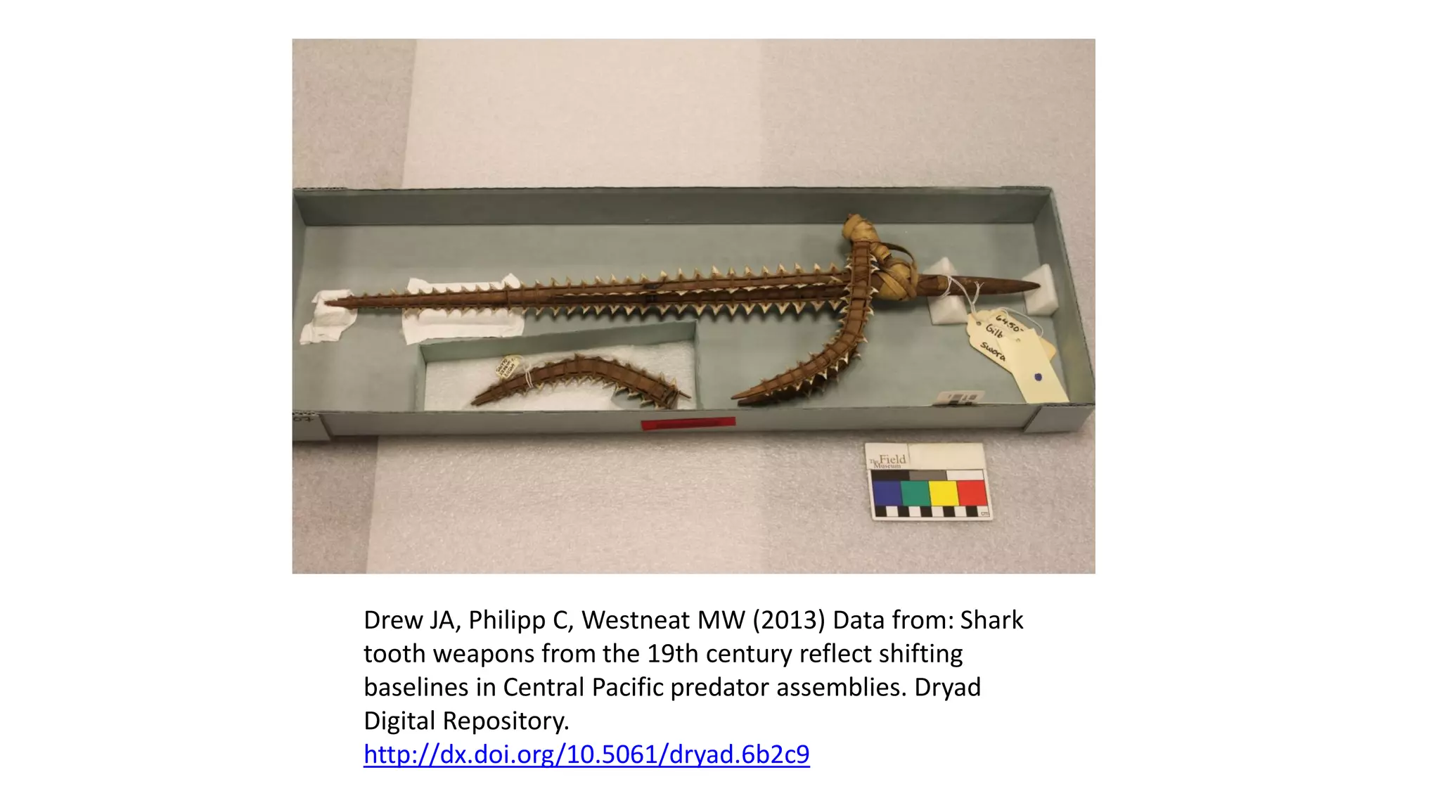 Drew JA, Philipp C, Westneat MW (2013) Data from: Shark tooth weapons from the 19th century reflect shifting baselines in Central Pacific predator assemblies. Dryad Digital Repository. 
http://dx.doi.org/10.5061/dryad.6b2c9  