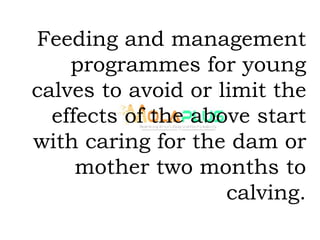 Feeding and management
programmes for young
calves to avoid or limit the
effects of the above start
with caring for the dam or
mother two months to
calving.
 