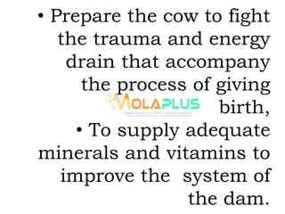 • Prepare the cow to fight
the trauma and energy
drain that accompany
the process of giving
birth,
• To supply adequate
minerals and vitamins to
improve the system of
the dam.
 