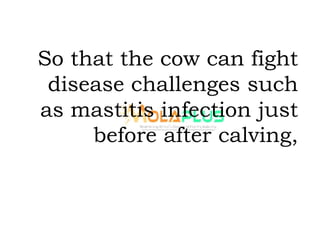 So that the cow can fight
disease challenges such
as mastitis infection just
before after calving,
 