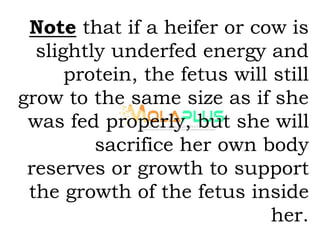 Note that if a heifer or cow is
slightly underfed energy and
protein, the fetus will still
grow to the same size as if she
was fed properly, but she will
sacrifice her own body
reserves or growth to support
the growth of the fetus inside
her.
 