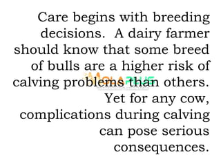 Care begins with breeding
decisions. A dairy farmer
should know that some breed
of bulls are a higher risk of
calving problems than others.
Yet for any cow,
complications during calving
can pose serious
consequences.
 